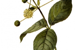 Plant-Illustration-of-Buttonbush