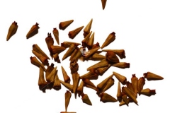 Seeds-of-Buttonbush