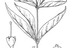Sketch-of-Buttonbush