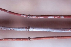 Winter-twigs-of-Buttonbush