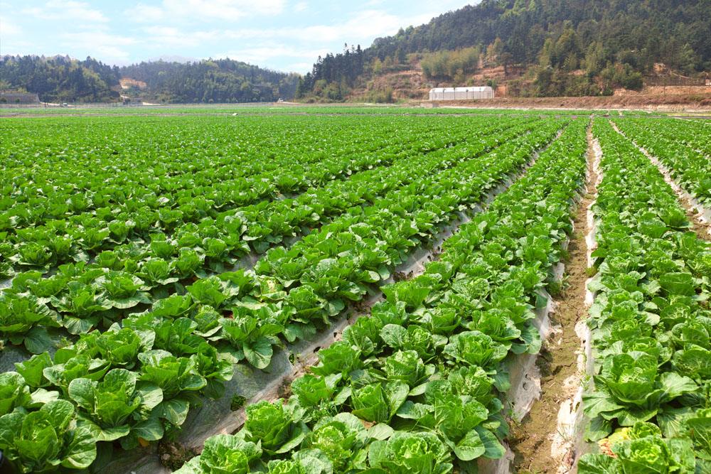Cabbage-farm