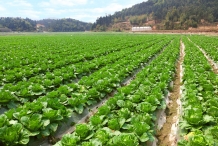 Cabbage-farm