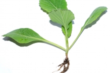 Cabbage-plant