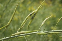 Cabbage-seed-pods