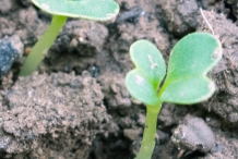 Cabbage-seedlings