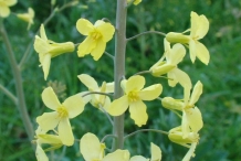 Close-up-flower-of-Cabbage