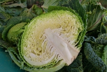Half-cut-Cabbage