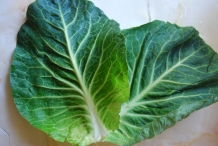 Leaves-of-Cabbage