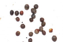 Seeds-of-Cabbage