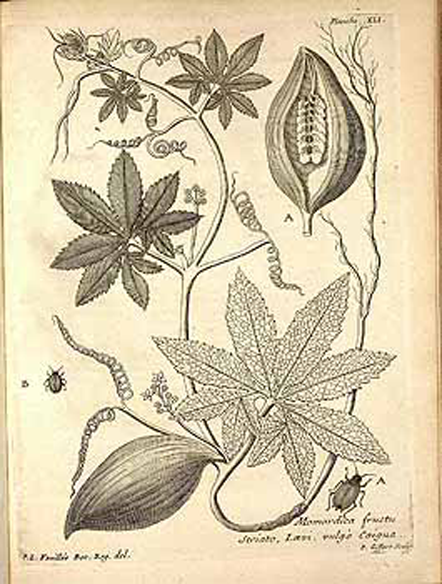 Plant-Illustration-of-Caigua