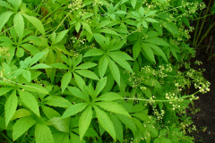 Caigua-plant-growing-wild
