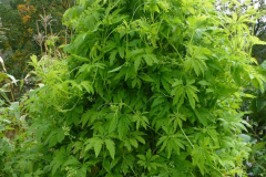 Caigua-plant