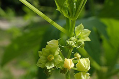 Flowers-of-Caigua