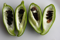 Half-cut-Caigua-fruit