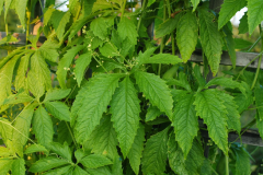 Leaves-of-Caigua