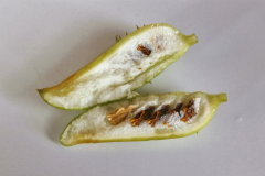Mature-fruit-of-Caigua
