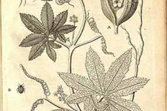 Plant-Illustration-of-Caigua