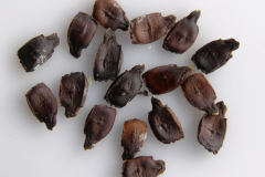 Seeds-of-Caigua