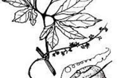 Sketch-of-Caigua