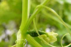 Stem-of-Caigua