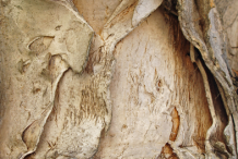 Bark-of-Cajeput-tree
