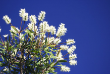Cajeput-flowers