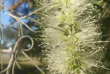 Closer-view-of-Cajeput-flower