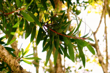 Leaves-of-Cajeput-tree