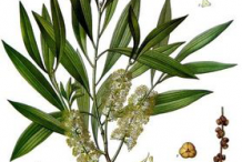 Plant-Illustration-of-Cajeput-plant