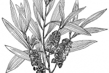 Sketch-of-Cajeput-plant
