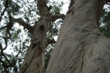 Trunk-of-Cajeput-plant