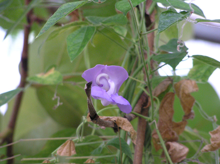 Flower-of-Calabar-Bean