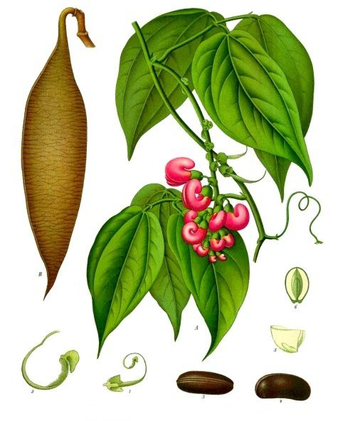 Plant-Illustration-of-Calabar-Bean