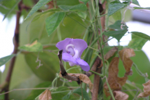 Flower-of-Calabar-Bean