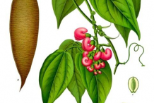 Plant-Illustration-of-Calabar-Bean
