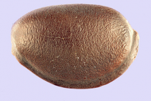 Seed-of-Calabar-Bean