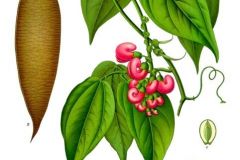 Plant-Illustration-of-Calabar-Bean