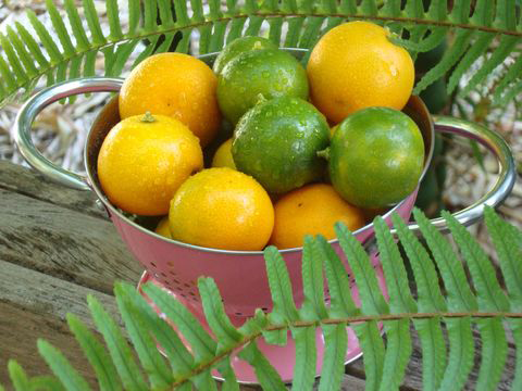 Calamondin-Fruits-on-the-pot