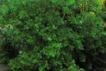 Bushes-of-calamandin