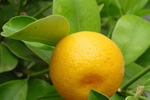 Calamondin-Fruit