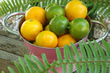 Calamondin-Fruits-on-the-pot