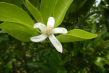 Flower-of-Calamondin