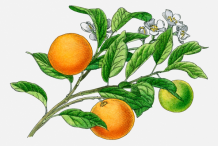 Plant-Illustration-of-Calamondin