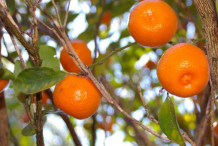 Ripe-Calamondin-fruit-on-the-tree