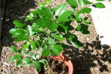 Small-Calamondin-plant