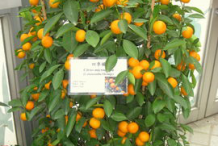 Small-fruiting-Calamondin-plant