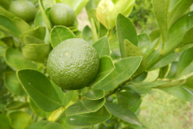 Unripe-Calamondin-Fruit-on-the-tree