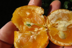 Flesh-of-Calamondin-fruit