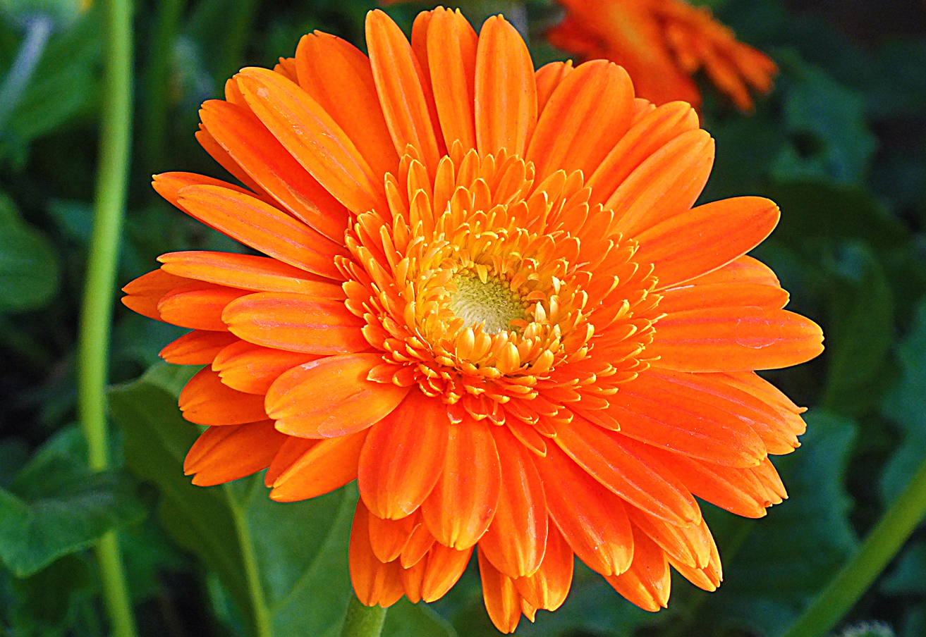 Calendula-close-up-flowers