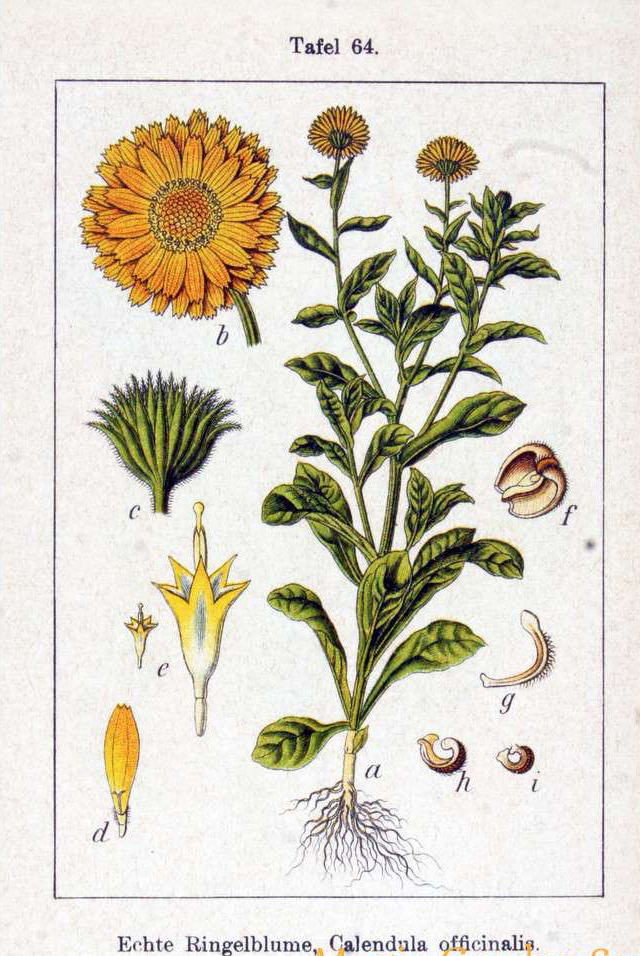 Calendula-plant-illustration